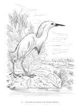 Audubon's Birds of America Coloring Book Dover Publications