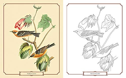 The Audubon Birds Coloring Book Arcturus