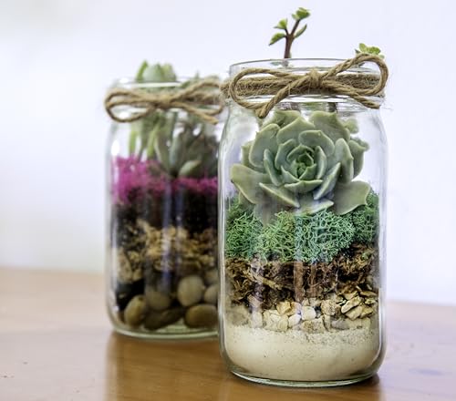 Portland Terrarium kit - DIY Mason Jar Terrarium Kit SuperMoss