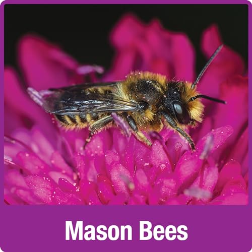 Nature's Way Wooden Bee House for Outdoor Décor, Beneficial Insects and Pollinators, Mason Bee, Leafcutter Bee, White Nature's Way