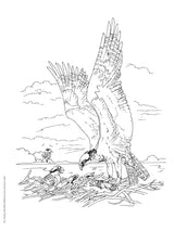 Adult Coloring Beautiful Birds Coloring Book (Adult Coloring Books: Animals) Dover Publications