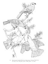 Audubon's Birds of America Coloring Book Dover Publications