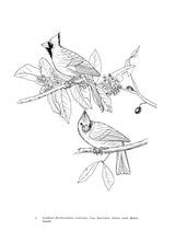 Audubon's Birds of America Coloring Book Dover Publications