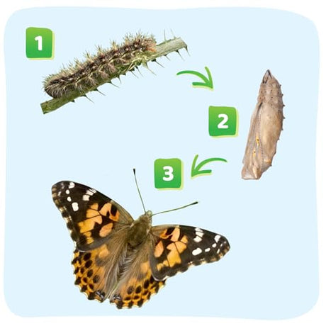 Insect Lore Raise and Release Butterfly Garden Kit – Caterpillar Habitat with redeemable Voucher – STEM-accredited Live Butterfly Growing Kit for Kids, Classrooms, and Homeschool Learning Insect Lore