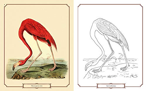 The Audubon Birds Coloring Book Arcturus