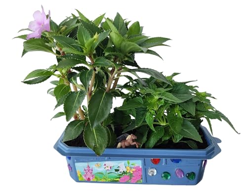 Grow Your Own Flower Princess Palace Terrarium Starter Kit - Blooming Jewelweed & Princess Flowers, Includes Pony, Royal Gems & Complete Supplies to Start Growing in a Week TOYS BY NATURE
