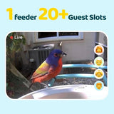 NETVUE Birdfy Lite - Smart Bird Feeder with Camera, Bird Watching Camera, Auto Capture Bird Videos & Motion Detection, Wireless Camera Ideal Gift for NETVUE
