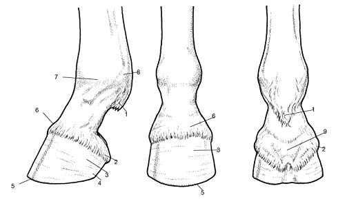 Horse Anatomy Coloring Book (Dover Science For Kids Coloring Books) Dover Publications