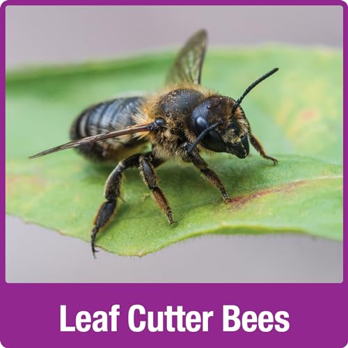 Nature's Way Wooden Bee House for Outdoor Décor, Beneficial Insects and Pollinators, Mason Bee, Leafcutter Bee, White Nature's Way