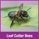 Nature's Way Wooden Bee House for Outdoor Décor, Beneficial Insects and Pollinators, Mason Bee, Leafcutter Bee, White Nature's Way