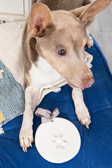 Pearhead Pet Paw Print Keepsake Ornament Kit, Memorial Clay Paw Impression for Dogs & Cats, DIY Hanging Pet Memorial with Ribbons, Pet Keepsake Gift