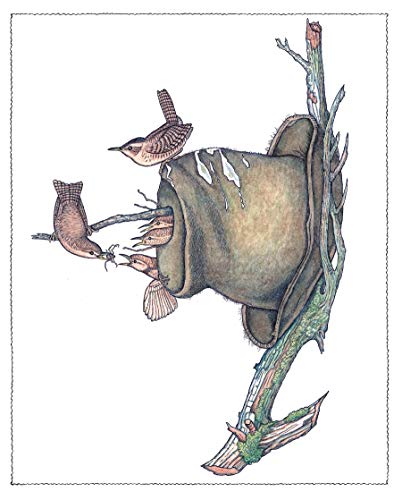 Creative Haven Audubon Birds Coloring Book (Adult Coloring Books: Animals) Dover Publications