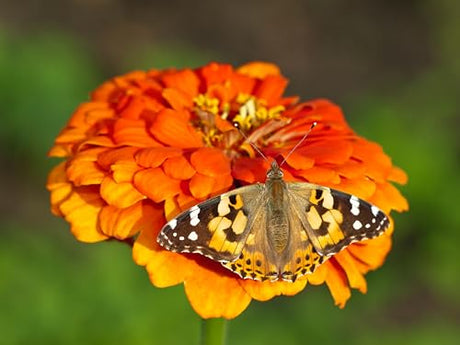 Insect Lore Raise and Release Butterfly Garden Kit – Caterpillar Habitat with redeemable Voucher – STEM-accredited Live Butterfly Growing Kit for Kids, Classrooms, and Homeschool Learning Insect Lore