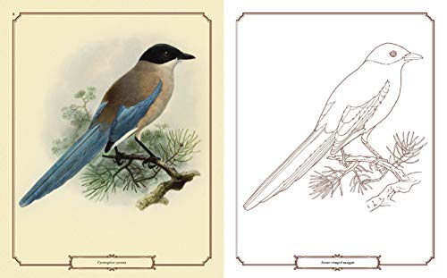 Beautiful Birds Colouring Book Arcturus Publishing Ltd