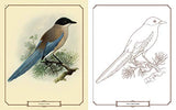 Beautiful Birds Colouring Book Arcturus Publishing Ltd