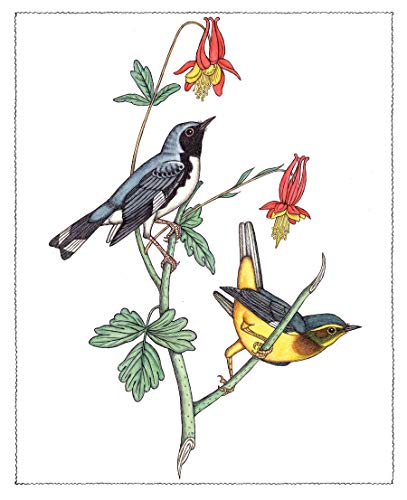 Creative Haven Audubon Birds Coloring Book (Adult Coloring Books: Animals) Dover Publications