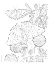 Creative Haven Butterfly Gardens Coloring Book; A Journey through Nature For Stress Relief and Relaxation (Adult Coloring Books: Insects) Dover Publications