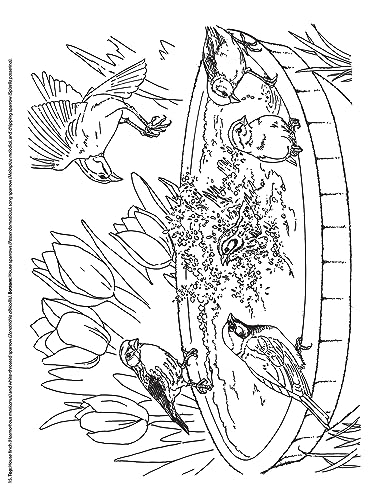 Adult Coloring Beautiful Birds Coloring Book (Adult Coloring Books: Animals) Dover Publications