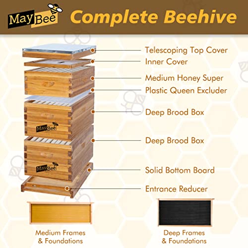MayBee 8-Frame Langstroth Beehive Dipped in 100% Beeswax, Bee Hive for Beginner, Honey Bee Hives Includes 2 Deep Bee Boxes, 1 Bee Hive Super with Beehive Frames and Foundation (3 Layer) MayBee