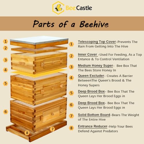 BeeCastle 10-Frame Langstroth Beehive with Windows, Beeswaxed Coated Bee Hive for Beginners with Beehive Frames and Waxed Foundations (2 Deep Bee Boxes & 1 Medium Super Bee Box) BeeCastle