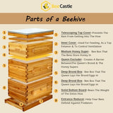 BeeCastle 10-Frame Langstroth Beehive with Windows, Beeswaxed Coated Bee Hive for Beginners with Beehive Frames and Waxed Foundations (2 Deep Bee Boxes & 1 Medium Super Bee Box) BeeCastle