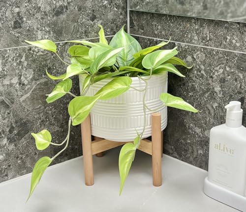 Kurrajong Farmhouse White Plant Pot with Stand | 7.25" Ceramic Planter Pot with Wood Stand for Indoors | Bamboo Plant Stand with Pot. Plant not Included | White Planter Pot is 7.25" Wide x 5.75" high