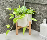 Kurrajong Farmhouse White Plant Pot with Stand | 7.25" Ceramic Planter Pot with Wood Stand for Indoors | Bamboo Plant Stand with Pot. Plant not Included | White Planter Pot is 7.25" Wide x 5.75" high Kurrajong Farmhouse
