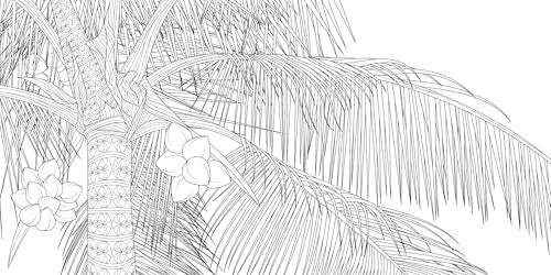 The Splendor of Trees Coloring Book (Calm Coloring: Natural Wonders) White Star Publishers