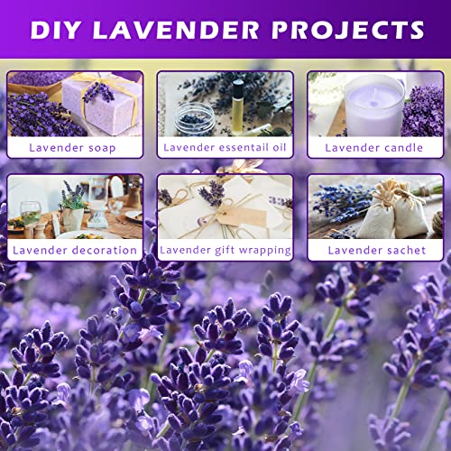 Dried Lavender Bundles, Uieke Natural Dried Lavender Flowers 280-300 Stems 16“ for Home Weeding Decoration Flower Arrangements Home Fragrance 2 Bundles Uieke