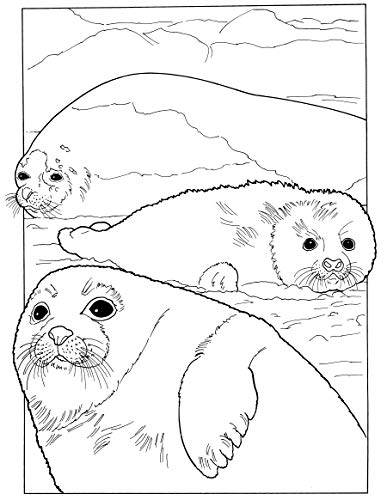Baby Animals Coloring Book (Dover Coloring Books) Dover Publications