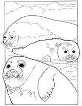 Baby Animals Coloring Book (Dover Coloring Books) Dover Publications