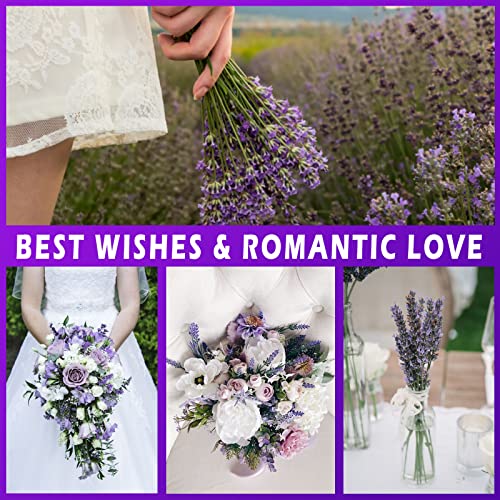 Dried Lavender Bundles, Uieke Natural Dried Lavender Flowers 280-300 Stems 16“ for Home Weeding Decoration Flower Arrangements Home Fragrance 2 Bundles Uieke