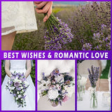 Dried Lavender Bundles, Uieke Natural Dried Lavender Flowers 280-300 Stems 16“ for Home Weeding Decoration Flower Arrangements Home Fragrance 2 Bundles Uieke