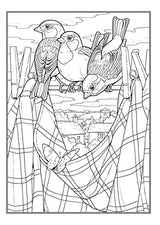 Creative Haven Glorious Songbirds Coloring Book (Adult Coloring Books: Animals) WoodArtSupply