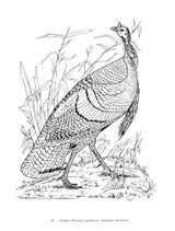 Audubon's Birds of America Coloring Book Dover Publications