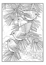 Creative Haven Glorious Songbirds Coloring Book (Adult Coloring Books: Animals) WoodArtSupply