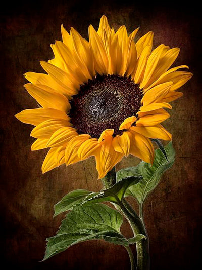 APCGSM Sunflower Diamond Painting Art Kit for Adults, 5D Full Drill DIY Craft, 11.8 x 15.7 inch