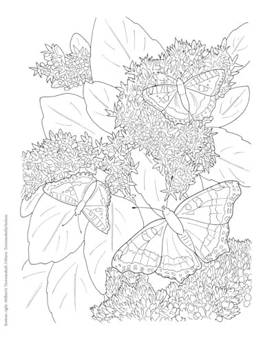 Creative Haven Butterfly Gardens Coloring Book; A Journey through Nature For Stress Relief and Relaxation (Adult Coloring Books: Insects) Dover Publications