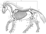 Horse Anatomy Coloring Book (Dover Science For Kids Coloring Books) Dover Publications