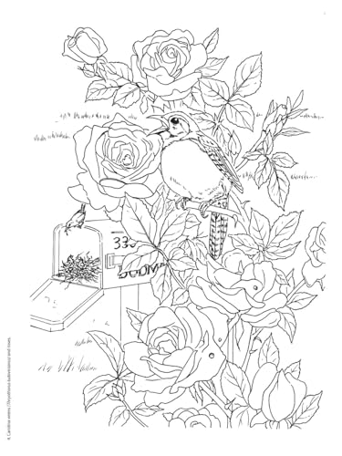 Adult Coloring Beautiful Birds Coloring Book (Adult Coloring Books: Animals) Dover Publications