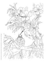 Adult Coloring Beautiful Birds Coloring Book (Adult Coloring Books: Animals) Dover Publications
