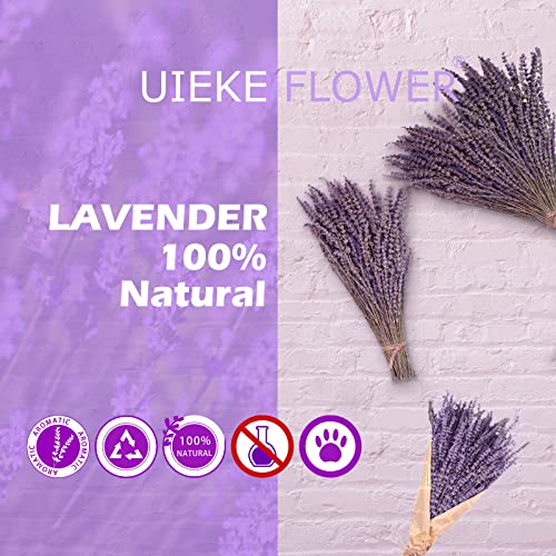 Dried Lavender Bundles, Uieke Natural Dried Lavender Flowers 280-300 Stems 16“ for Home Weeding Decoration Flower Arrangements Home Fragrance 2 Bundles Uieke