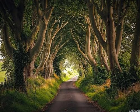 LAENAKR Paint by Numbers Kit for Adults Northern Ireland Sunset 16x20in DIY Color by Numbers Acrylic Paint Frameless Canvas Painting Kits for Beginner Students LAENAKR