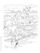 Adult Coloring Beautiful Birds Coloring Book (Adult Coloring Books: Animals) Dover Publications