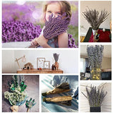Dried Lavender Bundles, Uieke Natural Dried Lavender Flowers 280-300 Stems 16“ for Home Weeding Decoration Flower Arrangements Home Fragrance 2 Bundles Uieke