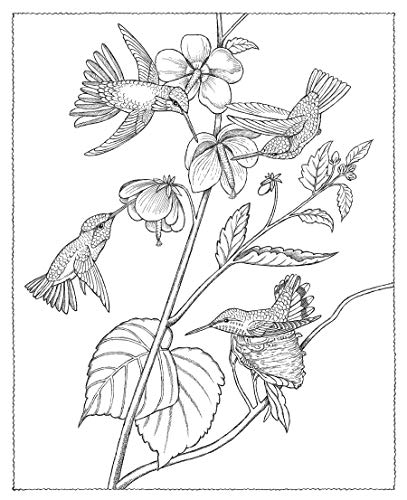 Creative Haven Audubon Birds Coloring Book (Adult Coloring Books: Animals) Dover Publications