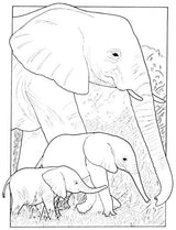 Baby Animals Coloring Book (Dover Coloring Books) Dover Publications