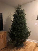 Rocky Mountain Goods Christmas Tree Stand for Live Tree with Water - Up to 8 Foot Tree - 5 Secure Eye Bolts - Steel Spike for Stability - Easy Watering for 2 Gallons - Install Real Tree in Minutes Rocky Mountain Goods