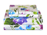 Pointehaven Bedding 4 Pieces Full 100% Cotton Percale Sheets - Printed Bed Sheet & Pillowcase Sets - Soft Cotton Bed Sheets Set - Fits Mattress 19 inches Deep Pocket (Full, Prima) Pointehaven