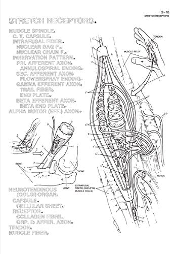 The Human Brain Coloring Book: A Coloring Book (Coloring Concepts)